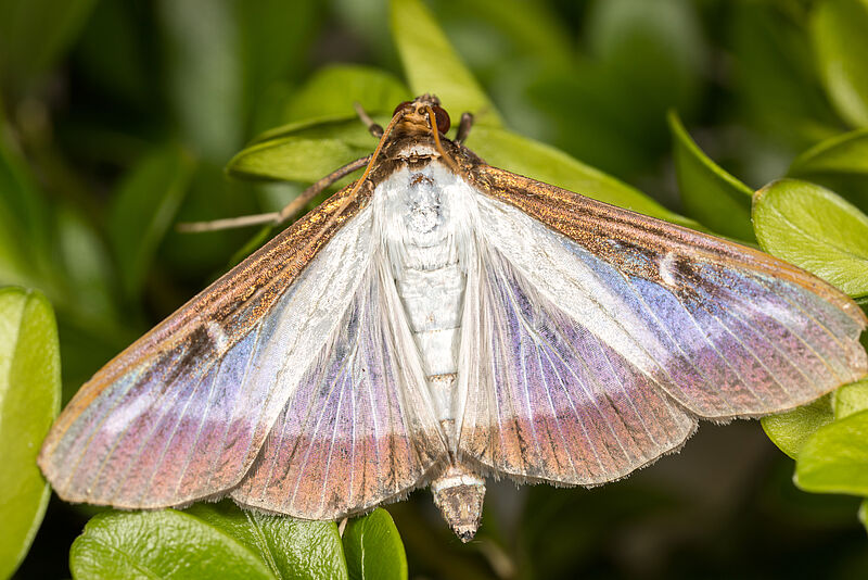 Adult Box tree moth Cydalima perspectalis