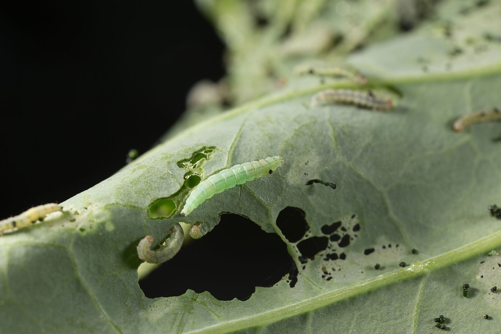 Larva of the Diamondback moth Plutella xylostella