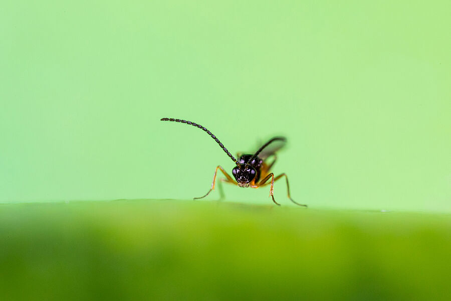 Parasitic wasp Aphidius colemani predating on aphids