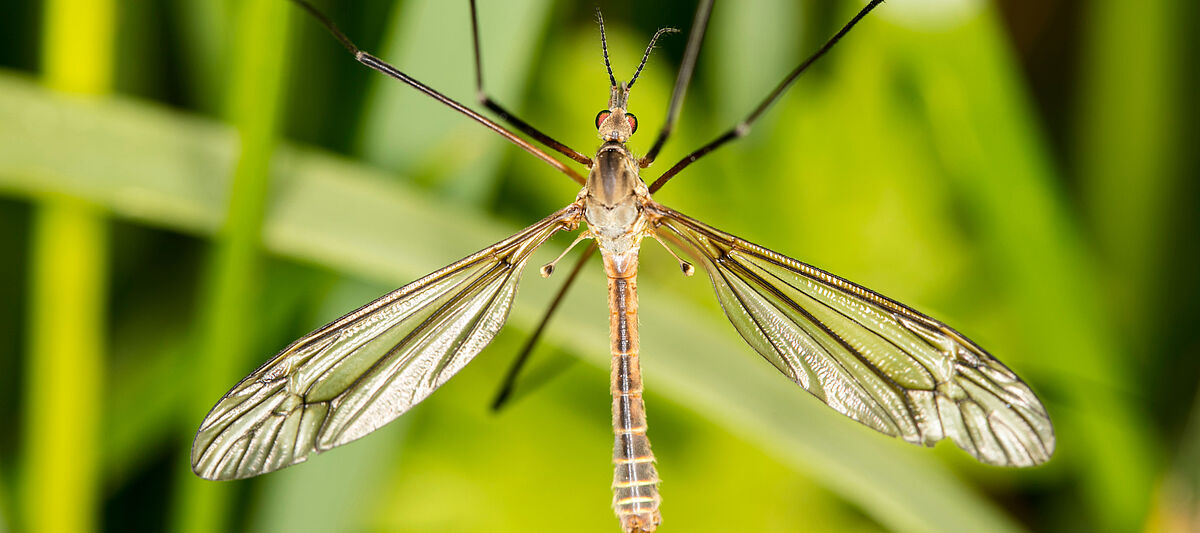 European crane fly Tipula spp.