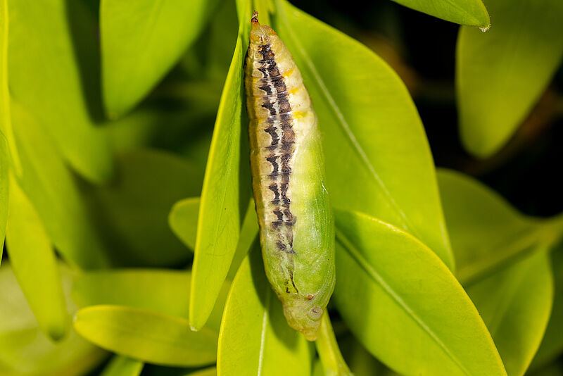 Pupa of Box tree moth Cydalima perspectalis