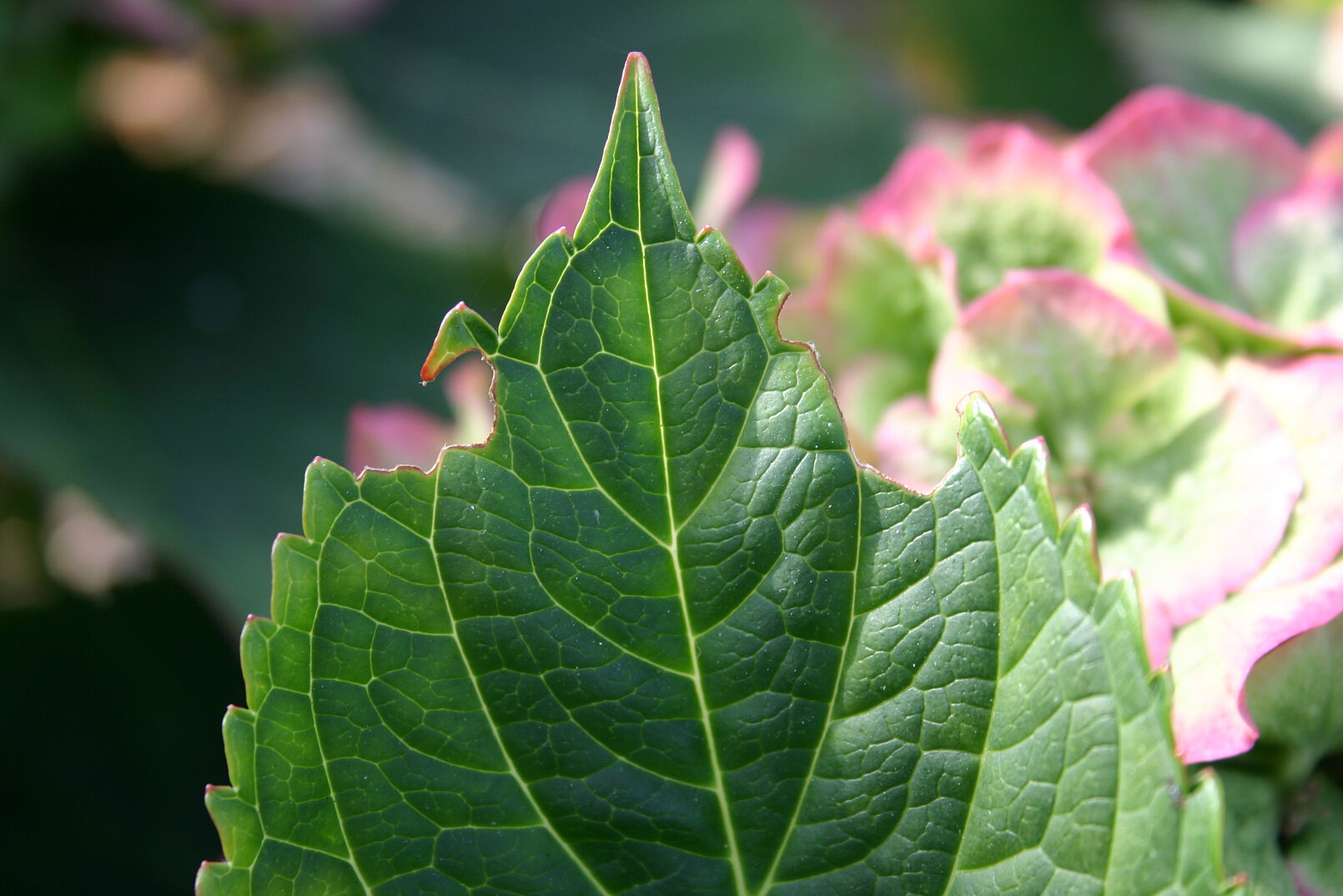 Hortensia damage caused by the Vine weevil Otiorhynchus sulcatus