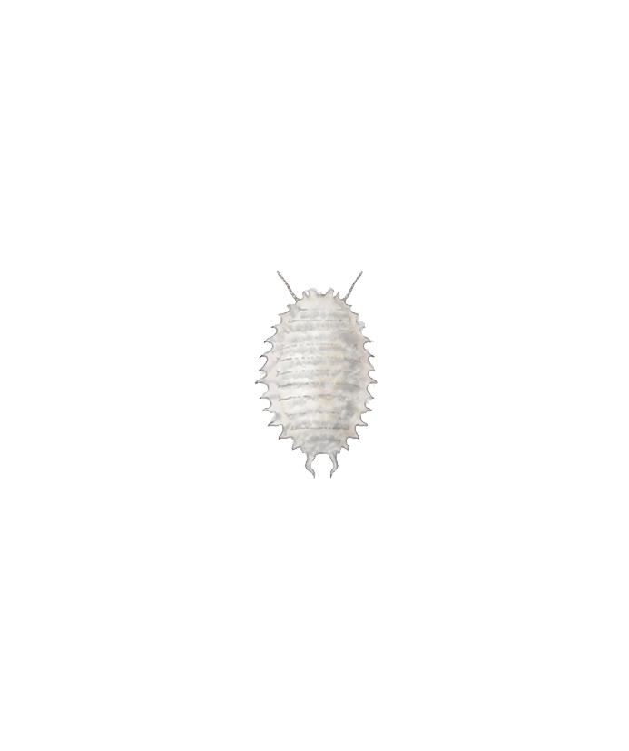 Citrus mealybug Planococcus citri Nymph Illustration