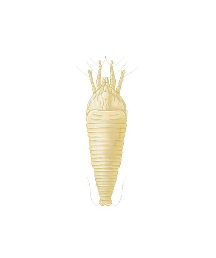 Tomato russet mite Aculops lycopersici adult illustration