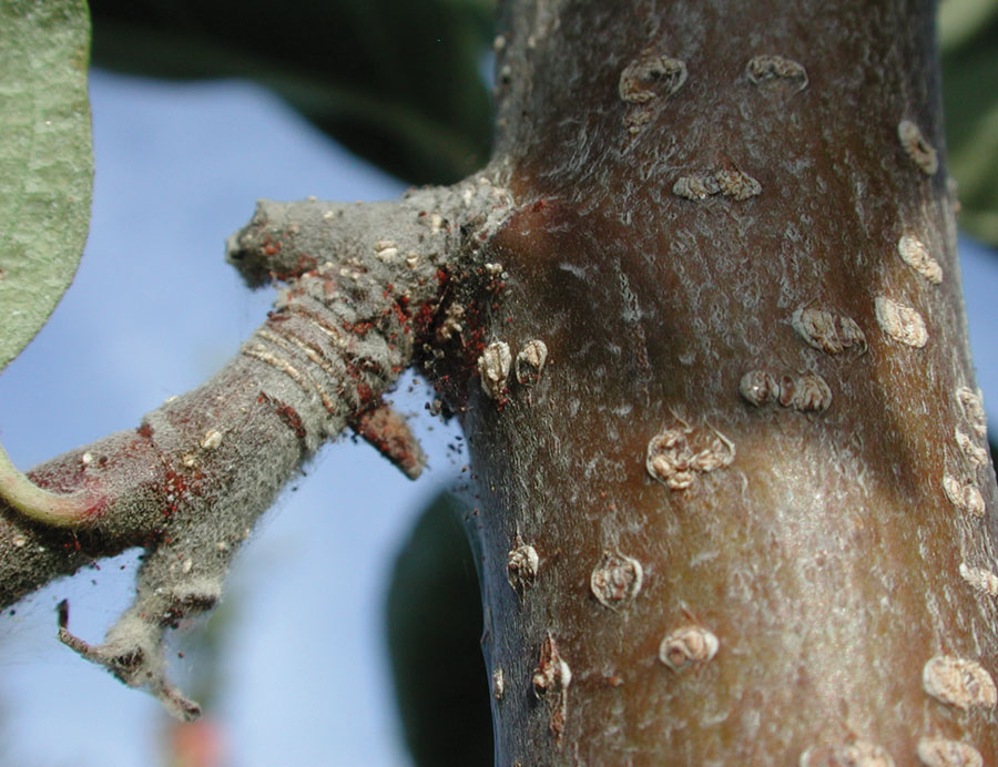 European red spider mite Panonychus ulmi