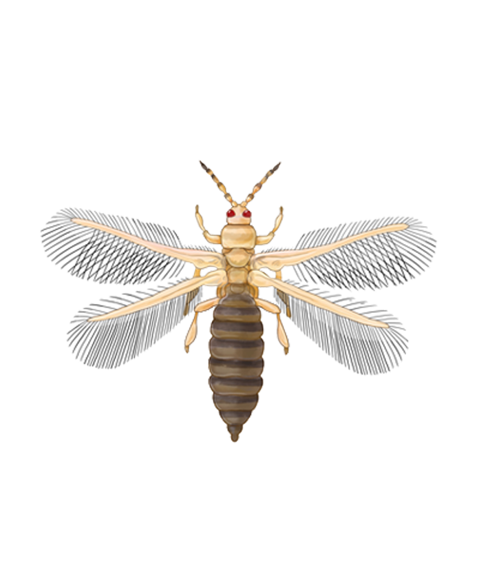 Western Flower Thrips Frankliniella occidentalis Adult illustration