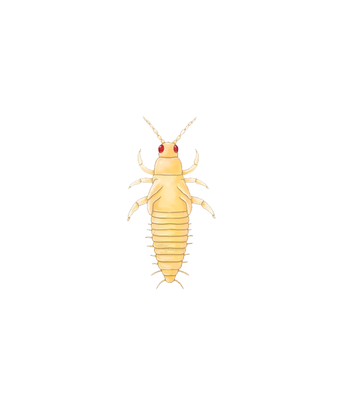 Western Flower Thrips Frankliniella occidentalis Prepupa illustration